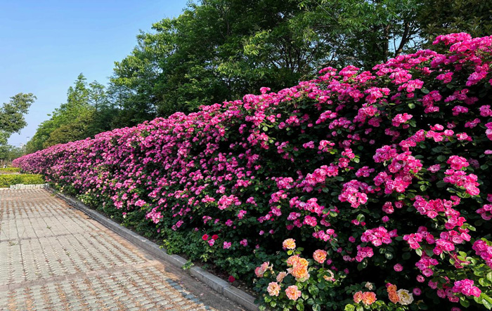 CA88(中国区)有限公司 - 官方网站